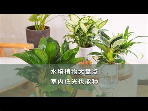 香港水種植物